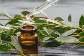 The many benefits of eucalyptus oil