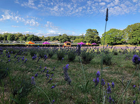 Oak Tree Lavender Farm Harvest