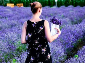 Pick your own Lavender London 2023