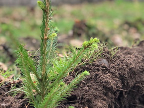 Tree Planting at our Little Woodcote Estate Farm
