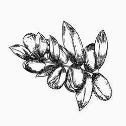 Apricot Kernel oil description Argan Oil