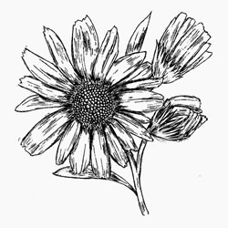 Calendula Oil the description and propertiees Calendula Oil the description and propertiees