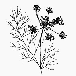 Organic Fennel Essential oil is steam distilled from the crushed seeds