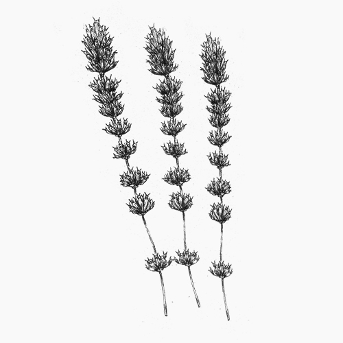 Organic Lavender Essential Oil Organic Lavender from our French farm (lavendula angustifolia)