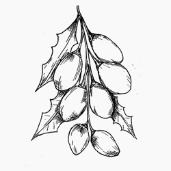 Neem carrier oil neem has traditionally be used for head lice
