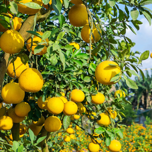 Sweet Orange essential oil for aromatherapy use