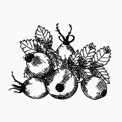 Rosehip oil description Organic Rosehip oil properties (rosa rubignosa)