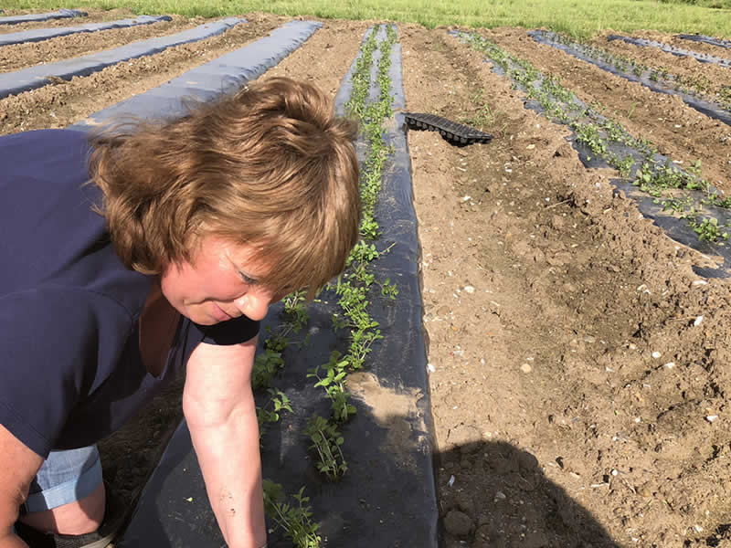 Mitcham Peppermint Planting in Carshalton, we have replanted over 20,000 plants