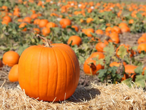 pumpkin-growng-at-our-farm.jpg