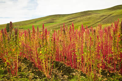 quinoa-growing-1.jpg