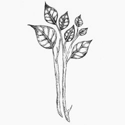 Rosewood essential oil is used for depression and anti ageing skin benefits