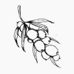 Sea Buckthorn Carrier Oil properties