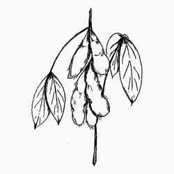 Soya oil description Soya oil properties
