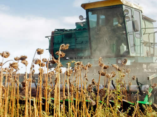 sunflower-harvesting.jpg