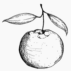 mandarin_image.jpg mandarin_image.jpg