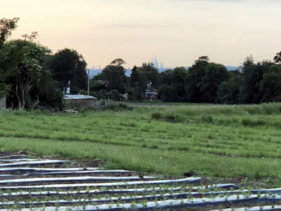 Just 20 minutes by train from Central London our Lavender Farm is beautiful with a striking backdrop of the London skyline