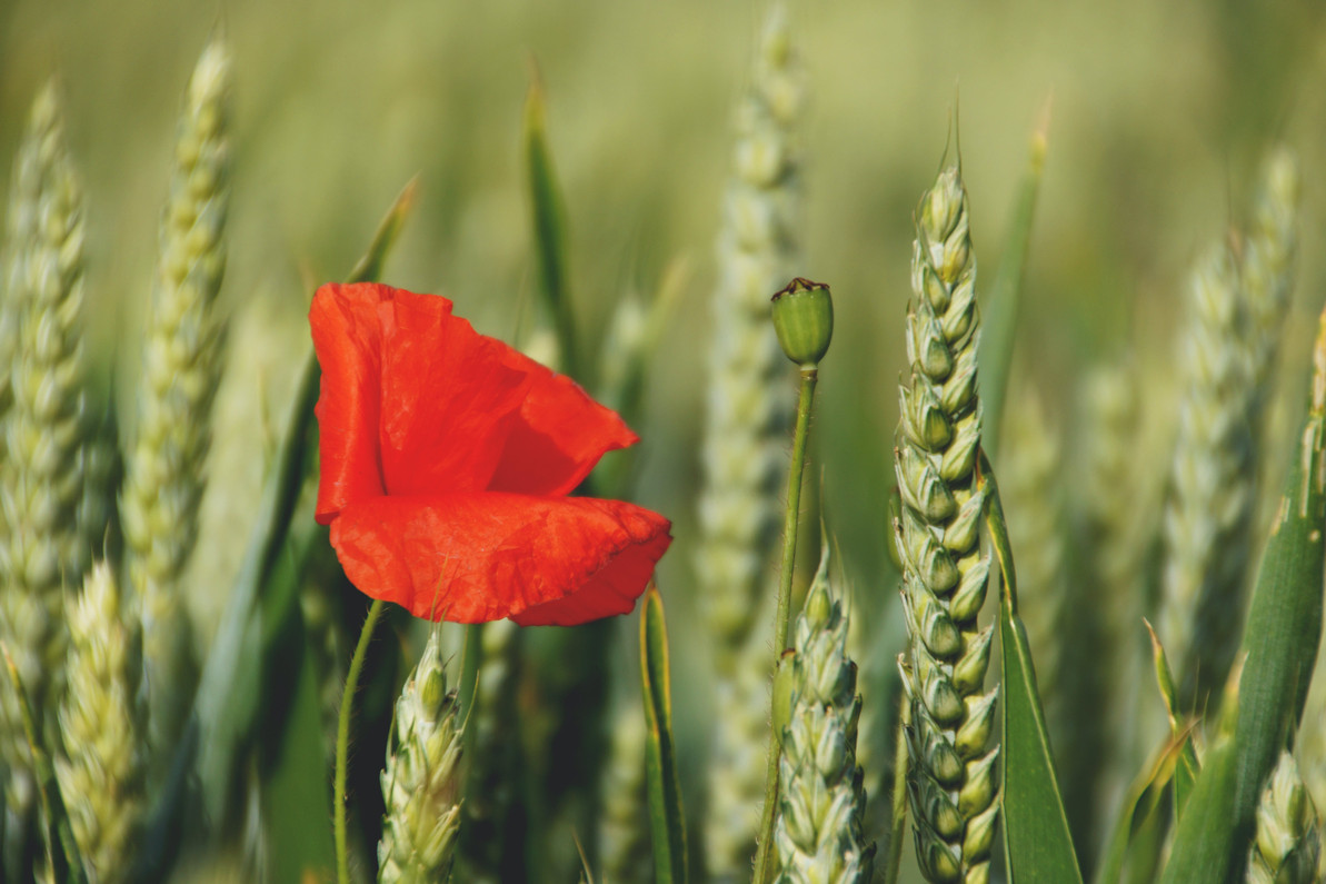 Remembrance Day Office Closure