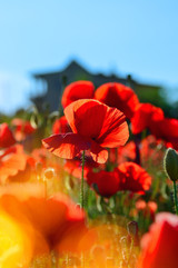 Remembrance Day Office Closure