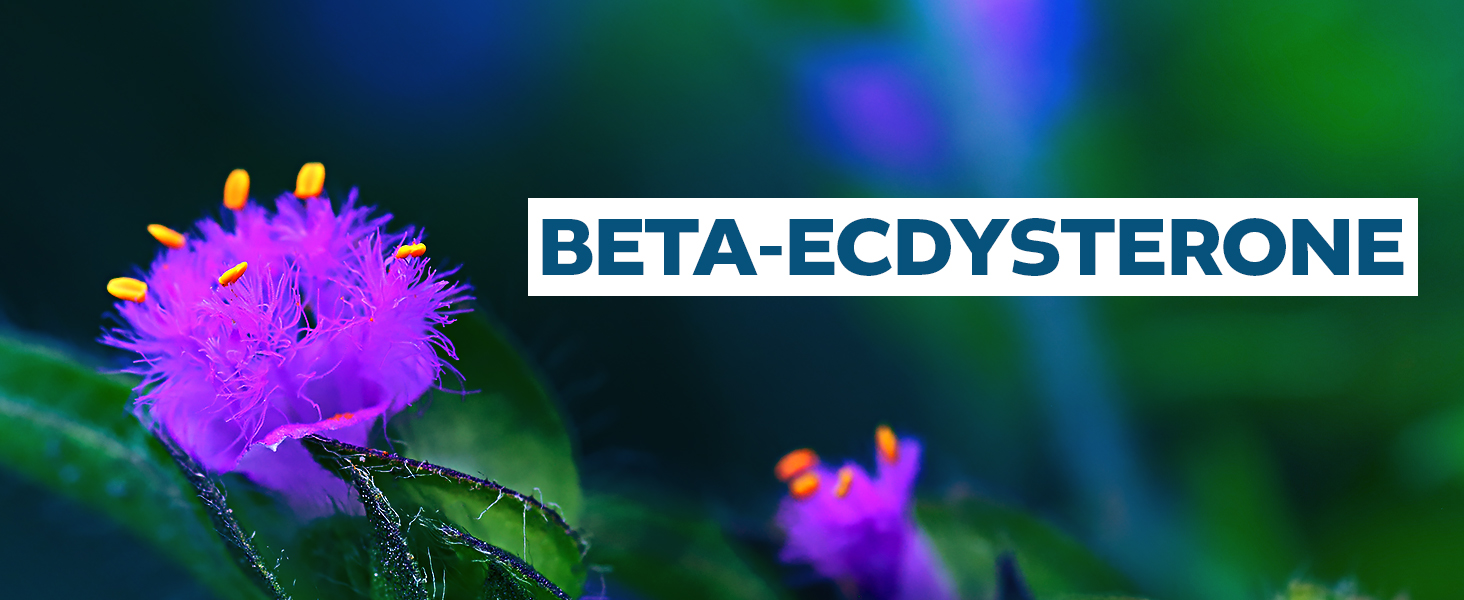 Beta-Ecdysterone supplement text over purple flowering plant background for natural muscle support.