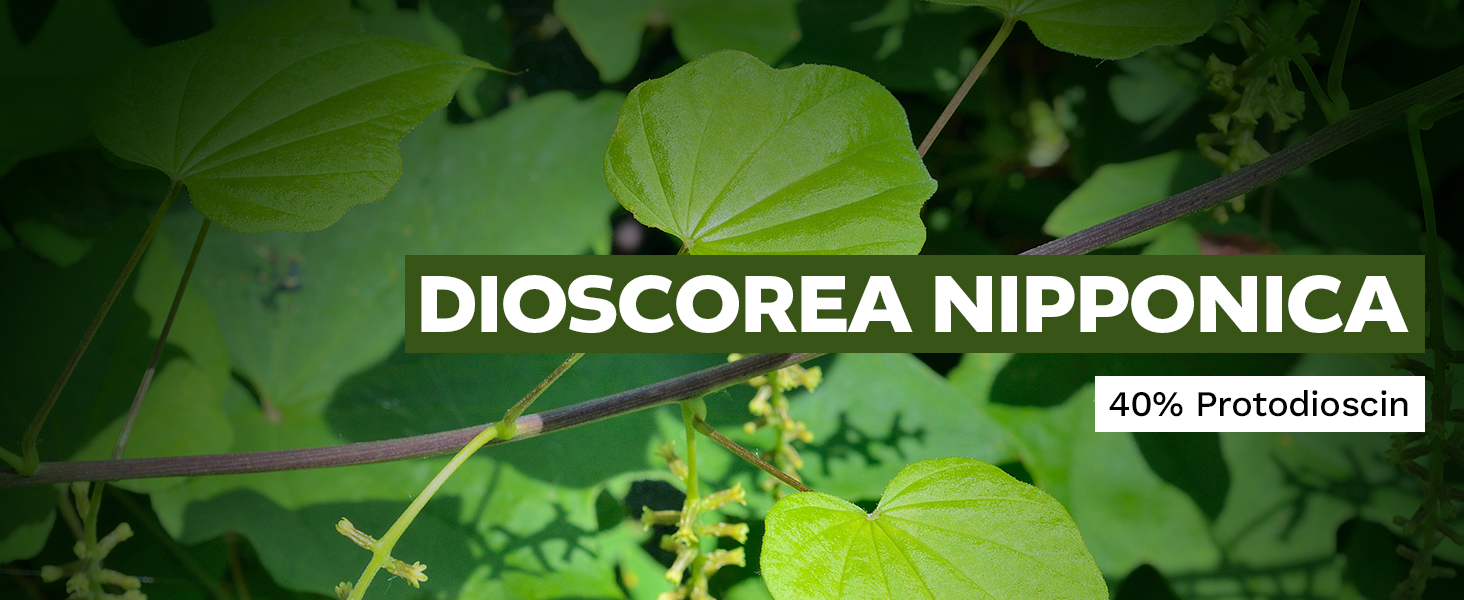 Dioscorea nipponica plant with lush green leaves highlighting 40% protodioscin extract for mood and confidence.