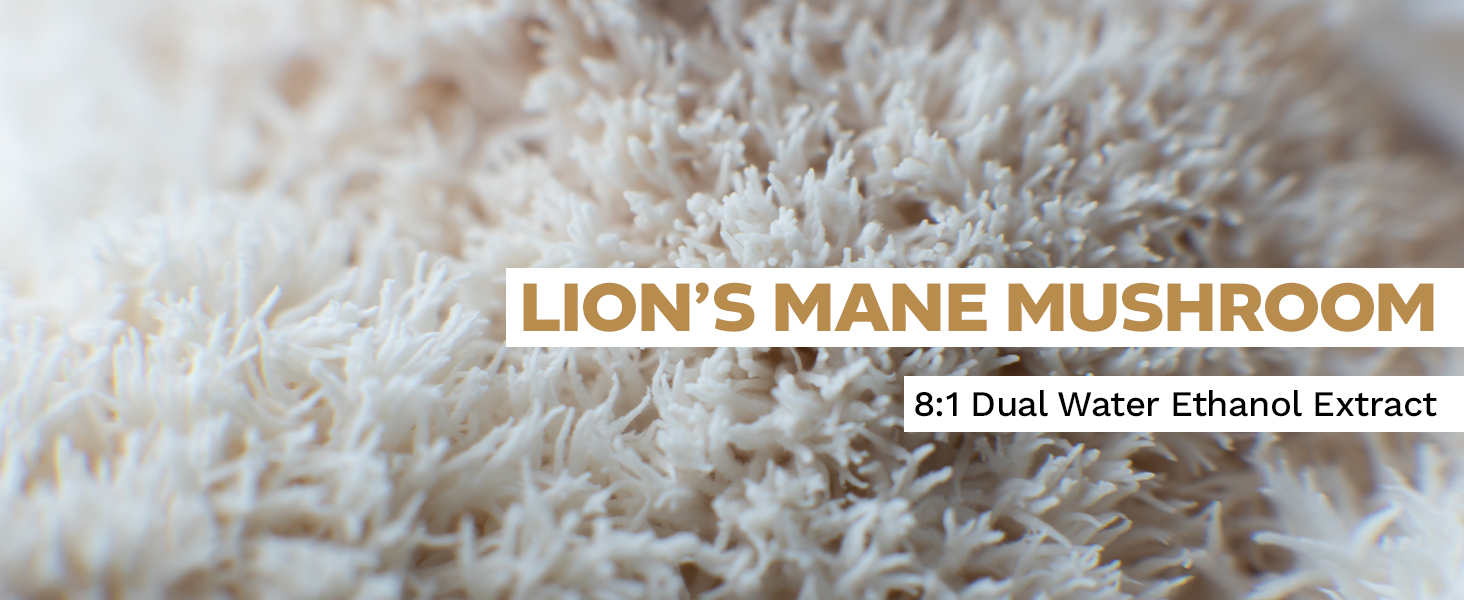 Close-up of Lion's Mane mushroom with text overlay highlighting '8:1 Dual Water Ethanol Extract'