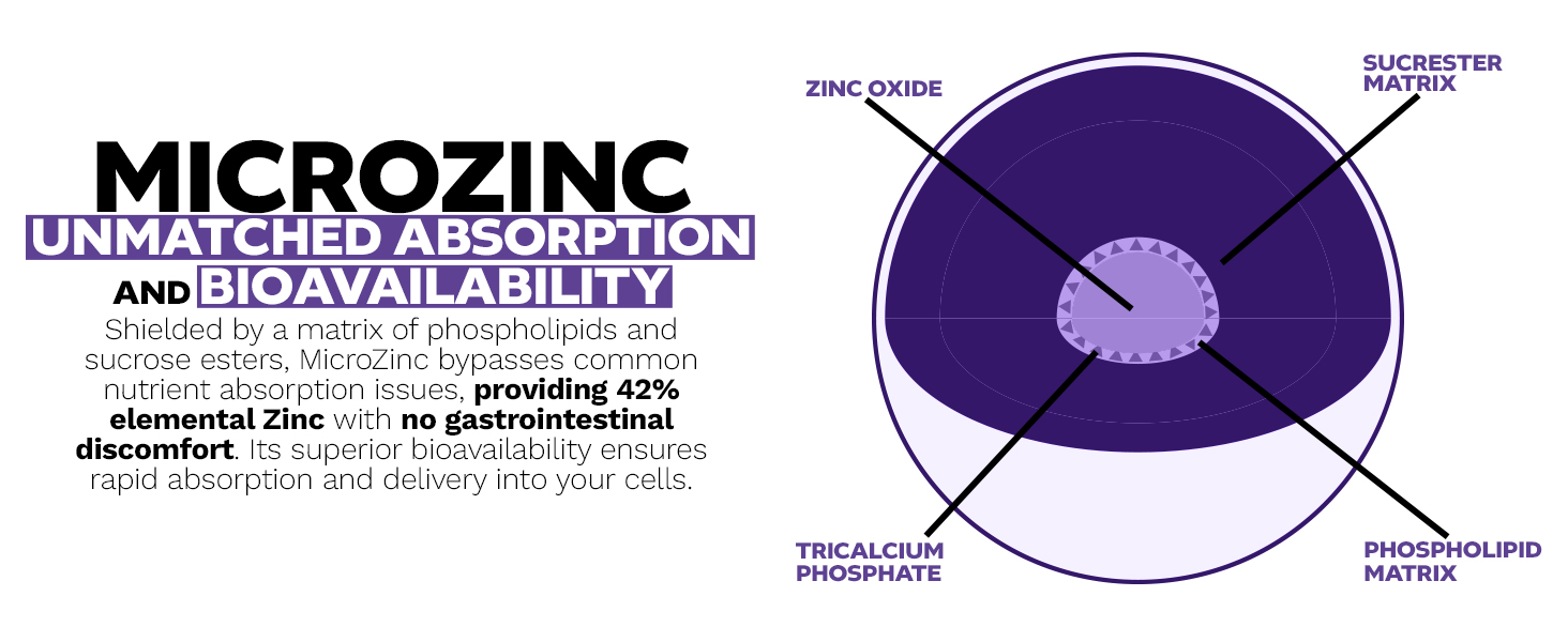 Diagram highlighting MicroZinc's unmatched absorption and bioavailability with labeled components: zinc oxide, phospholipid matrix, sucroester matrix, and tricalcium phosphate.
