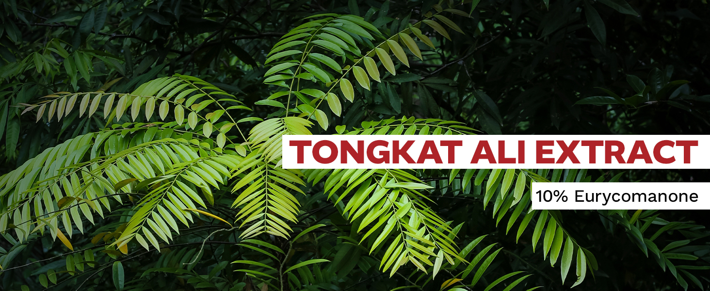 Vibrant green Tongkat Ali plant leaves in natural forest setting with text overlay displaying Tongkat Ali Extract 10% Eurycomanone