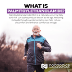 Palmitoylethanolamide Powder | Micronized PEA