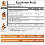 Epicomp | Body Recomposition Enhancer