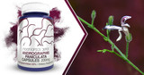 Andrographis paniculata | How The "King of Bitters" Supports Immune Health And Pain Management