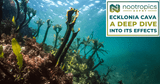 Ecklonia Cava | A Deep Dive Into Its Effects