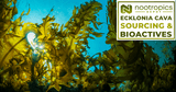 Ecklonia Cava | Sourcing & Bioactives