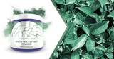 Green Tea: A Natural Plant Extract High in EGCG Content For Our Brain, Mood,  and Metabolic Health 