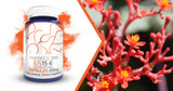 GS15-4 Panax Ginseng: An Adaptogenic Herb For Stress and Fatigue