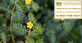 Tribulus vs. Tongkat Ali: Which Supplement Is Right for You?