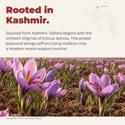 Safralis | High Potency Kashmir Saffron