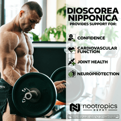 Dioscorea nipponica Capsules | 40% Protodioscin