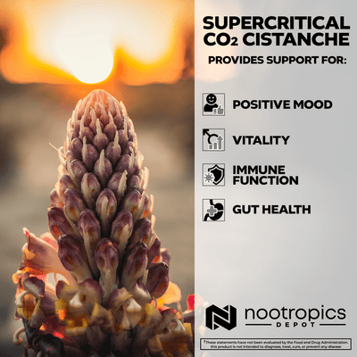 Cistanche Supercritical CO2 Extract
