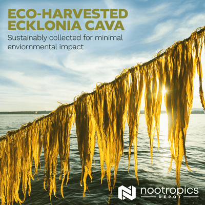 Ecklonia cava Capsules