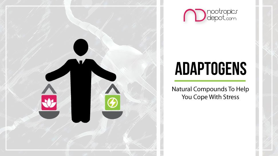 Ultimate Guide to Nootropics | Part 4 | Adaptogens - Nootropics Depot