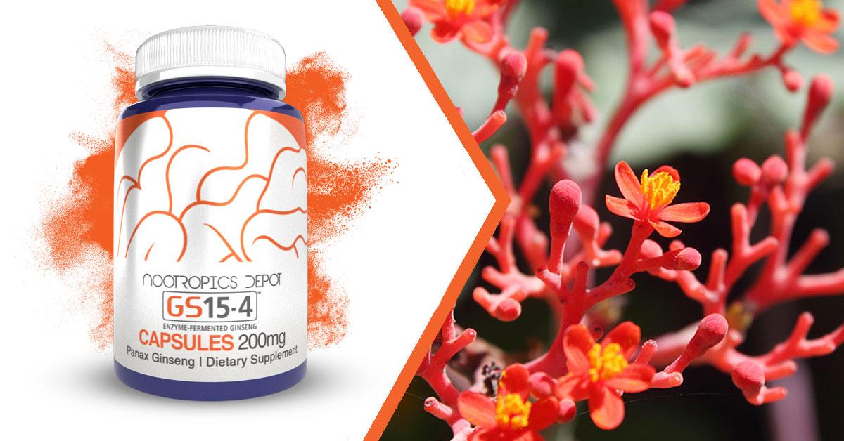 gs15-4-panax-ginseng-for-