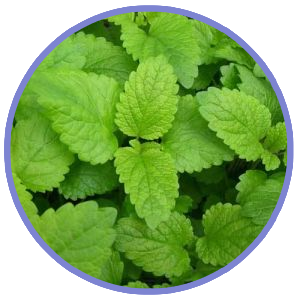 Lemon Balm For Sleep Support