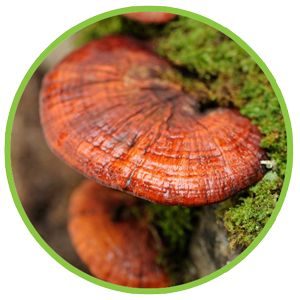 Red Reishi Extract