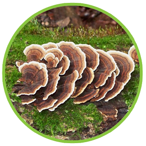 Turkey Tail Mushroom Extract