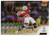 #48 Anthony Elanga (Manchester United) - ORANGE WAVE PARALLEL 07/25 - Topps Stadium Club UEFA Champions League 2021/22