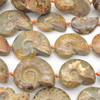 Ammonite Fossil Graduated Beads - 15" strand