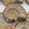 Ammonite Fossil Graduated Beads - 15" strand