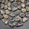 High Quality Grade A Natural Turritella Agate Semi-precious Gemstone Irregular Slices - 28mm x 22mm - 16'' Strand