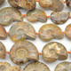 Ammonite Beads