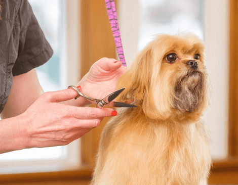 What You Need to Open a Grooming Salon  